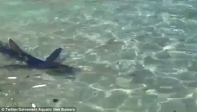 Panicked tourists flee Majorcan beach after huge shark is spotted swimming just feet from children in pedalos
