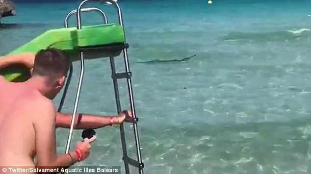 Panicked tourists flee Majorcan beach after huge shark is spotted swimming just feet from children in pedalos