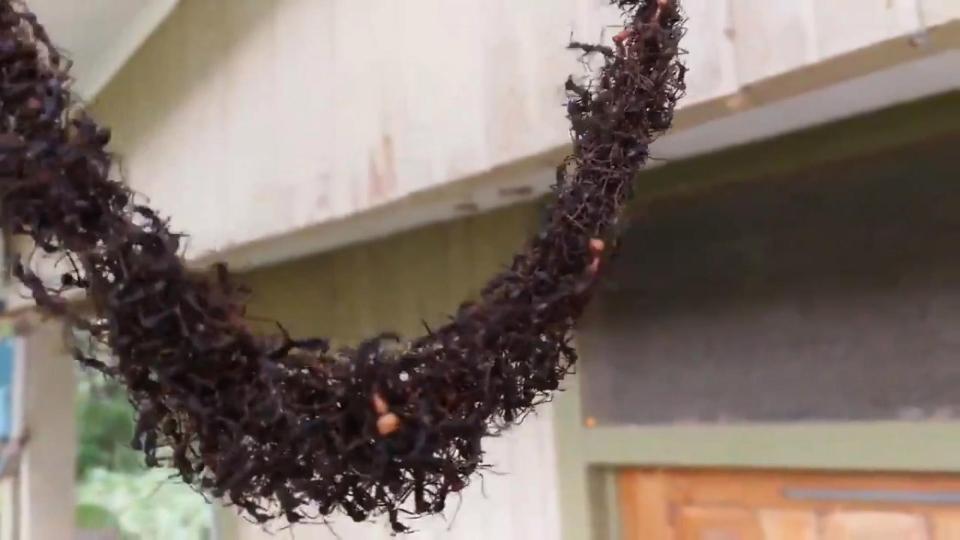 Incredible moment ONE MILLION army ants worked together to build a bridge in order to attack a monster wasp nest T