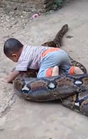 Toddler plays with huge python as adult laughs and films it… even when the snake wraps itself around the child