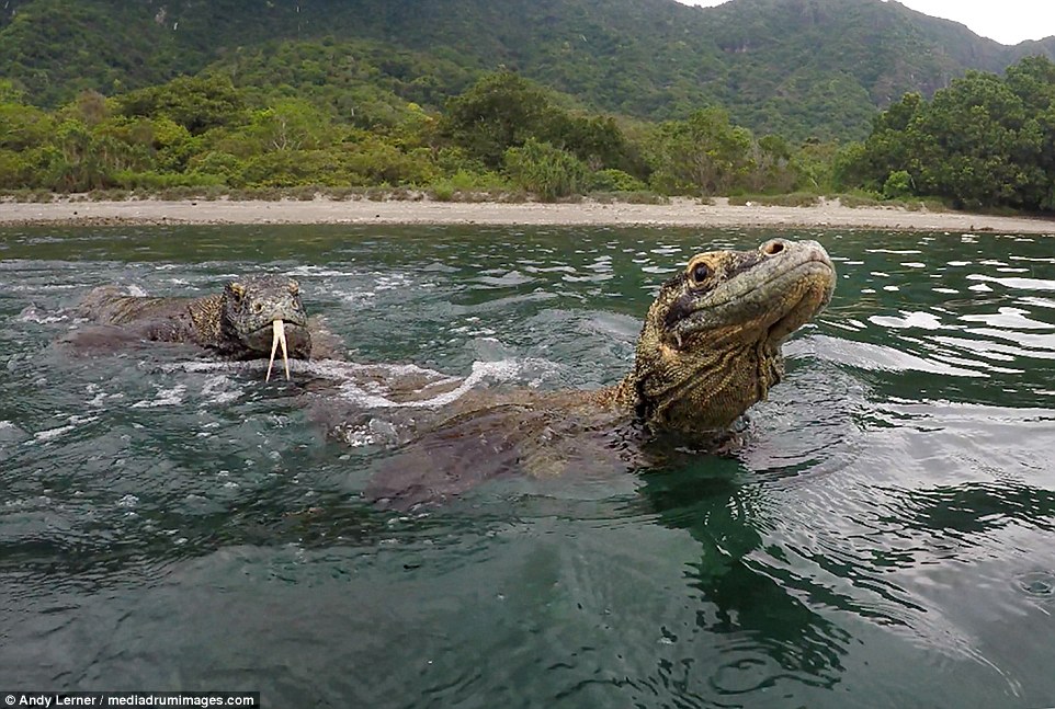 Moment magnificent Komodo dragons are fended off with STICKS as they get frighteningly close to photographer in Indonesia