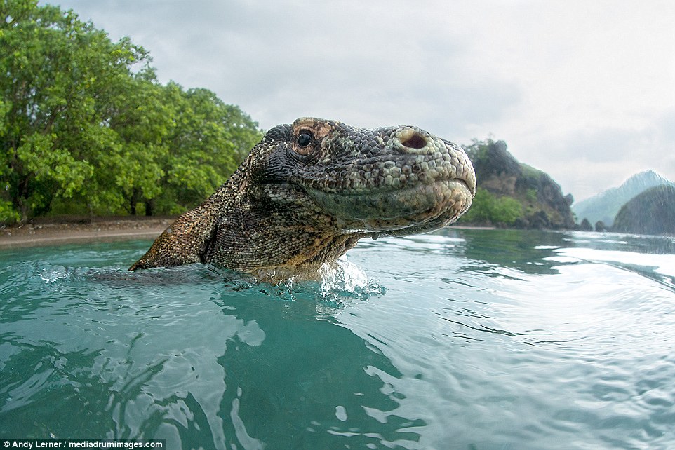 Moment magnificent Komodo dragons are fended off with STICKS as they get frighteningly close to photographer in Indonesia