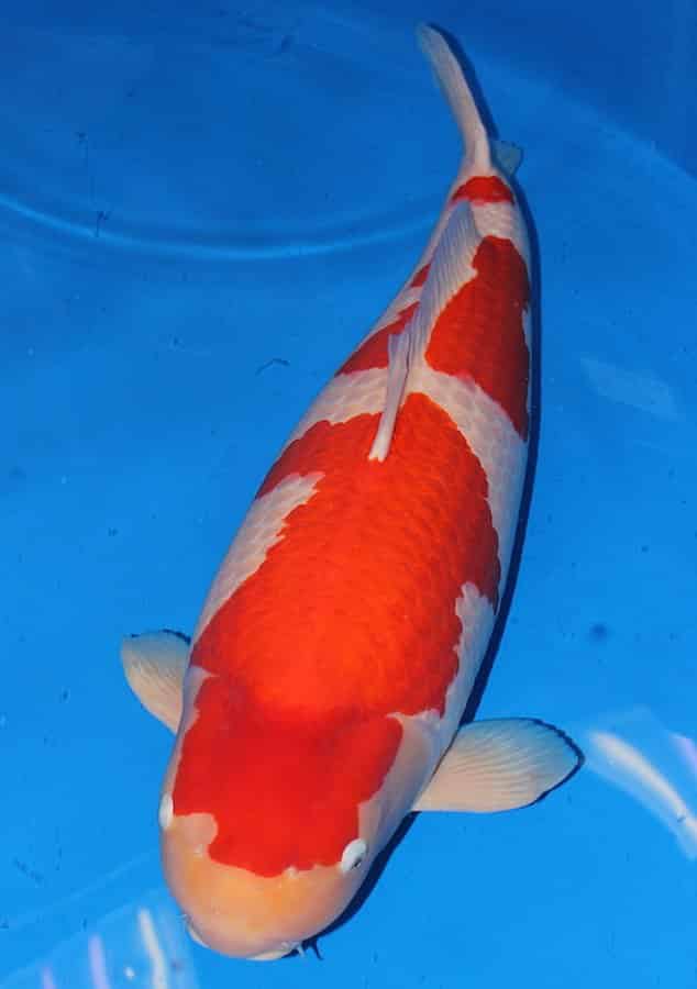 World Record! Most expensive Koi Fish | $1.700.000,- USD 