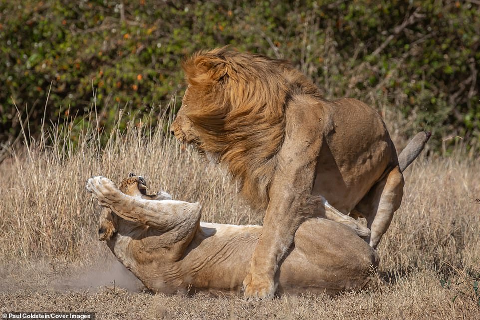 This is for my cubs! Lioness mother smacks lion on the jaw after it slaughtered her three children