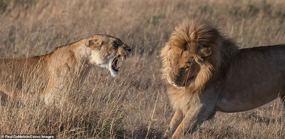 This is for my cubs! Lioness mother smacks lion on the jaw after it slaughtered her three children