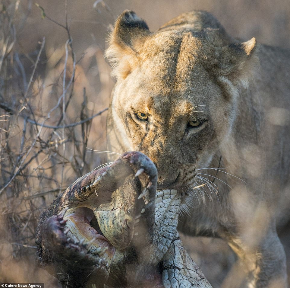 Lioness feasts on a crocodile after gripping its head between her powerful jaws