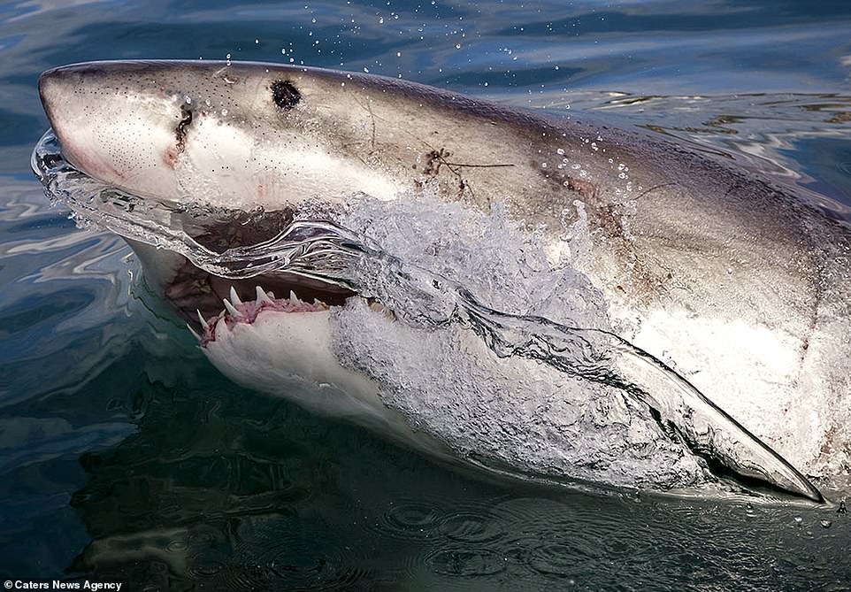 Monterey photographer takes incredible snap of great white shark inches from his camera