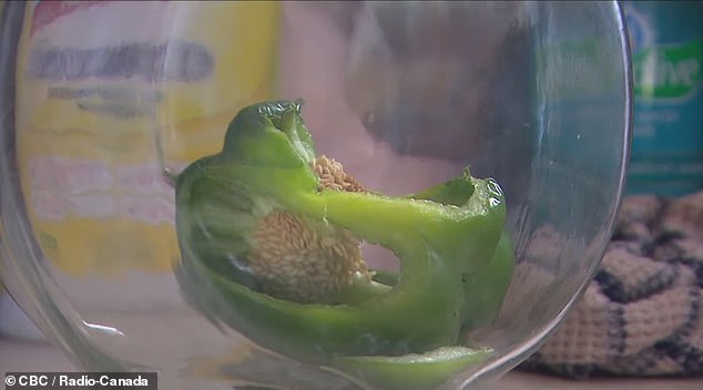Couple find a live frog INSIDE a whole pepper they bought at their local grocery store - leaving experts mystified as to how